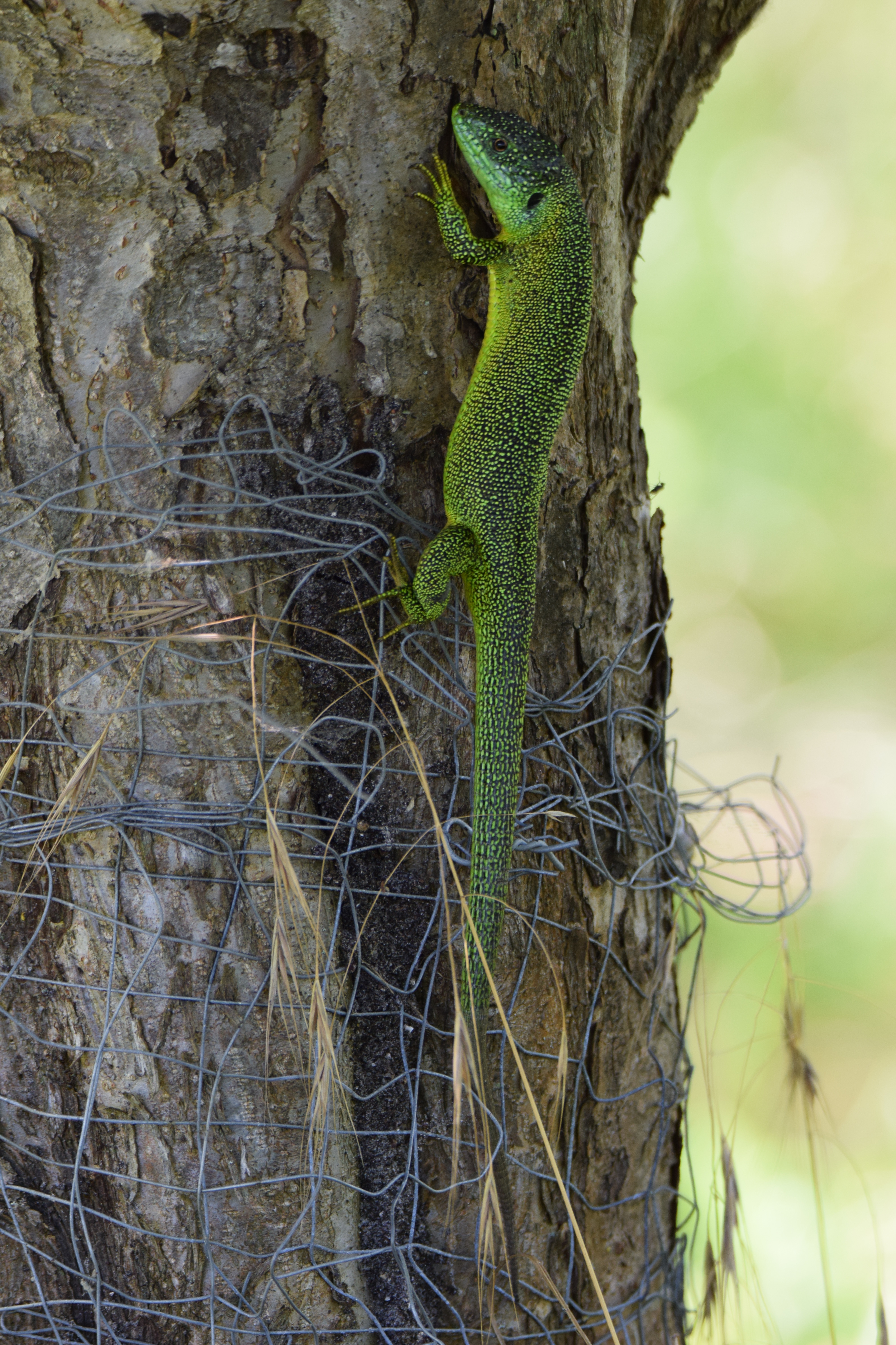 lezard-vert