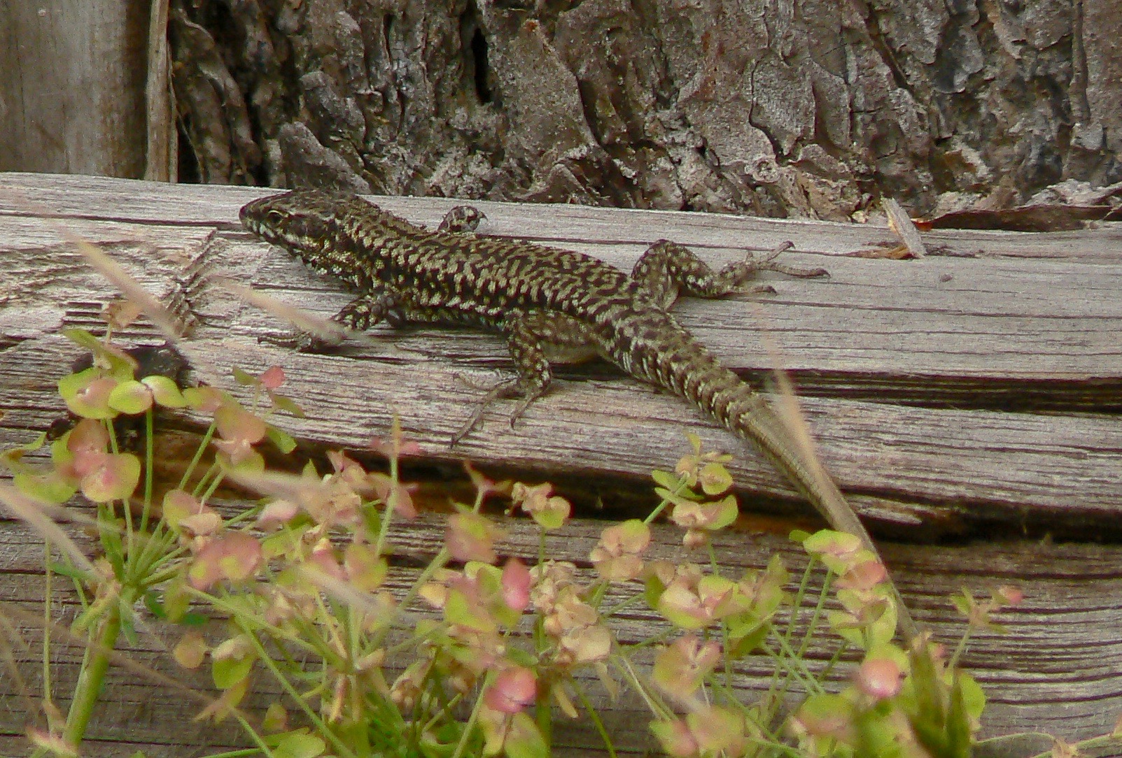 lezard-des-murailles-juillet-2011